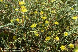 Image result for Launaea