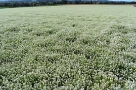 Image result for Allophylus whitei