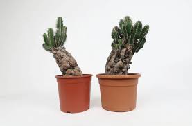 Image result for Euphorbia mlanjeana