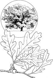 Oak Leave And Oak Tree Coloring Page Oak Tree Drawings Tree Coloring Page Tree Sketches