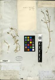 Image result for Sagina abyssinica