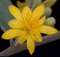 Image result for Grewia sulcata