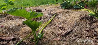 Maybe you would like to learn more about one of these? How To Grow New Strawberry Plants From Runners