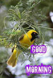 Birds Chirping In The Morning Meaning Pin On S Lavanya Udan Good Morning