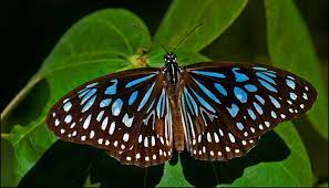 Blue Tiger Butterfly Another Type Of Butterfly That Was At The Waterfall When Ren Kelsey Was At The Wa Types Of Butterflies Butterfly Photos Butterfly Wings