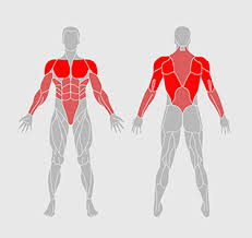 Musculoskeletal anatomy, kinesiology, and palpation for manual therapists. Homemade Back Workout