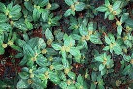Image result for Euphorbia granulata