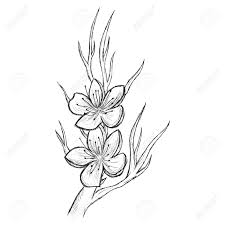 Then, shade around the base of the trunk to add interest. Sketch Branch Of Cherry Blossom By Hand On An Isolated Background Royalty Free Cliparts Vectors And Stock Illustration Image 65429404