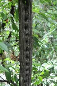 Image result for Entada stuhlmannii