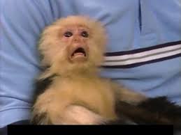 Create Meme The Cry Of A Frightened Monkey Screaming Monkey Meme The Scream Scared Monkeys Meme Pictures Meme Arsenal Com