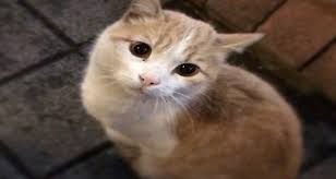 Kedi Korkunuzun Nedeni Nedir Sagligim Icin Hersey
