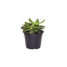 Image result for Euphorbia davyi