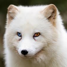Wallpaper Animals Looking Away Heterochromia Wildlife Arctic Fox Vertebrate Close Up Dog Like Mammal Dog Breed Group Greenland Dog Carnivoran Dog Breed German Spitz Mittel American Eskimo Dog Japanese Spitz German
