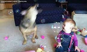 Adorable Scenes As Baby Laughs Hysterically As Her Pet Dog Catches Bubbles Daily Mail Online