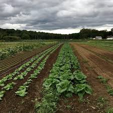 Maxfield's potting soil is lovingly crafted with a unique formulation of locally sourced, organic ingredients chosen to encourage root development, increase nutrient uptake, and enhance water. Blog Poughkeepsie Farm Project