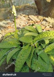 Image result for Drimiopsis