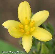 Image result for Hypoxis rigidula