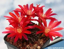 Our expert florists create the perfect floral gifts to suit any special occasion and offer quick and easy floral delivery throughout broken arrow for your convenience. Rebutia Heliosa V Condorensis R314 Tarija To Narvaez 2450m