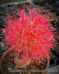 Image result for Scadoxus