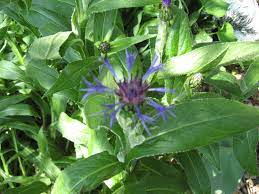 Centaurea Montana Bachelor S Button Bachelor Buttons My Flower Plants