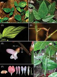 Image result for Hylodesmum