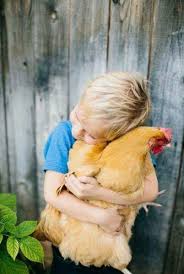 I Want Somebody To Love Me Like This Boy Loves His Chicken Hayvan Hayvanlar Hayvan Yavrulari