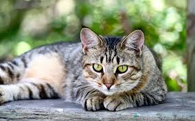 Download Wallpapers American Curl Cat Home Fluffy Cat Cute Animals Pets Besthqwallpapers Com Races De Chats American Curl Animaux De Compagnie
