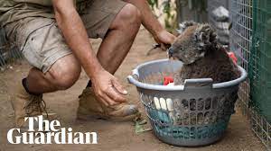 Heartbreaking And Heartwarming Animals Rescued From Australia S Bushfires Devastation Wildlife The Guardian