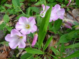 They use a layer of black plastic, landscape fabric or even cardboard covered with organic mulch. Convolvulus Arvensis Wikipedia