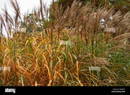 Image result for Hymenophyllum capillare