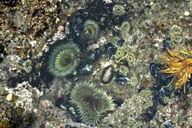 Check spelling or type a new query. Royal Palms Tide Pools Pt 2 Parva Passer S Photography