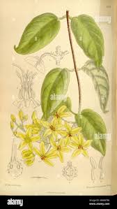 Image result for Tristellateia