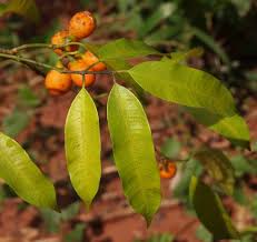 Image result for Hunteria zeylanica