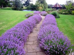 We bet you stuck with difficult level in usa today crossword game, don't you? Landscaping With Lavender 7 Garden Design Ideas