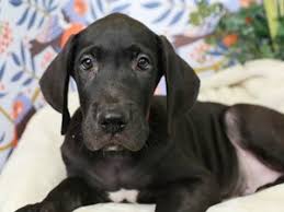 Click here to be notified when new great dane puppies are listed. Owamckr8zp 0jm