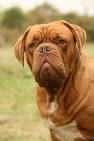 Dogue de Bordeaux - Wikipedia