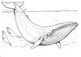Ballena De Minke Para Imprimir Y Colorear Whale Coloring Pages Blue Whale Drawing Whale Drawing
