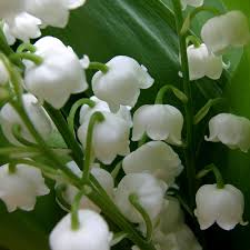 Les jeunes filles étaient alors vêtues de blanc et les jeunes hommes fleurissaient leur boutonnière d'un brin de muguet. Muguet Du 1er Mai Attention Au Danger Pour Vos Chiens Chats Et Rongeurs Soigner Son Chat Wamiz