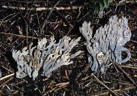 Image result for Clavulina cinerea