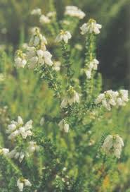 Image result for Erica kingaensis