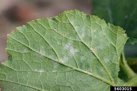 Image result for mildew on cucumbers