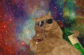 34 cats who know it s better in space space cat cat memes spirit animal