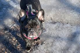 Bulldog Frances Precio 2021 Consejos Para Comprar Un Cachorro $400 mxn cupón descuento mercado libre en tu compra [mín. bulldog frances precio 2021