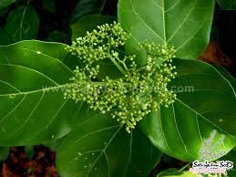 Image result for Premna serratifolia