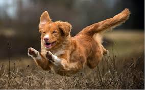 Resulting in a cream to white coat in dogs. All About Nova Scotia Duck Tolling Retriever Dog Breed Origin Behavior Trainability Facts Puppy Price Color Health
