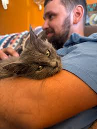 Is this kitten a Nebelung?