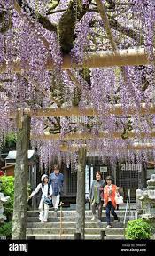 Light purple Japanese wisteria flowers are in full bloom at Buzoji temple  in Chikushino, Fukuoka Prefecture on April 27, 2017. A trellis measuring 15  meters long and 10 meters wide supports the