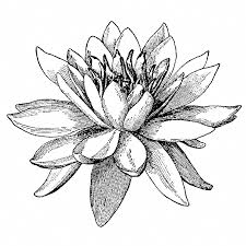 Black And White Water Lily Flower Tattoo Large Water Lily 717m Water Lily Tattoos Anklet Tattoos Lily Flower Tattoos