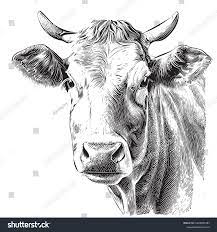 Dessin tête de vache : images libres de droits, photos de stock et  illustrations | Shutterstock