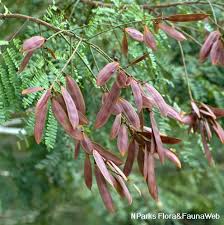 Image result for Limeum pterocarpum